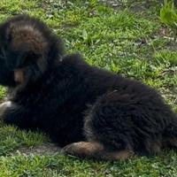 Cucciola pastore tedesco pelo lungo