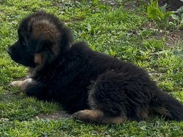 Cucciola pastore tedesco pelo lungo