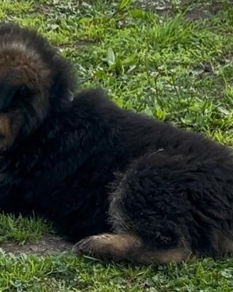 Cucciola pastore tedesco pelo lungo