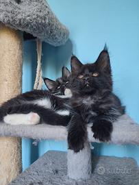 Sorelline Maine Coon dolci e bellissime