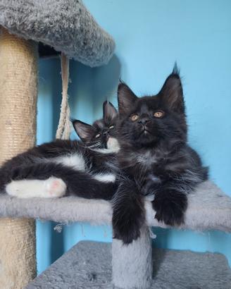 Sorelline Maine Coon dolci e bellissime