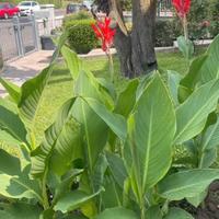 Bulbi rizomi canna indica