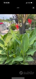 Bulbi rizomi canna indica