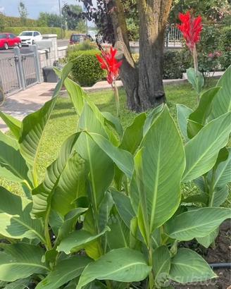 Bulbi rizomi canna indica