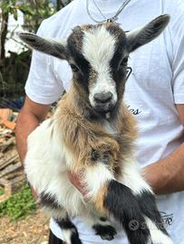 Pecore nane e caprette nane