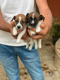 Jack Russell