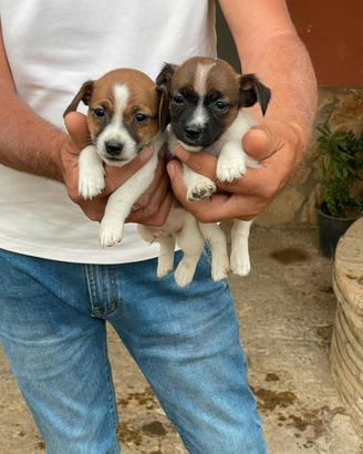 Jack Russell