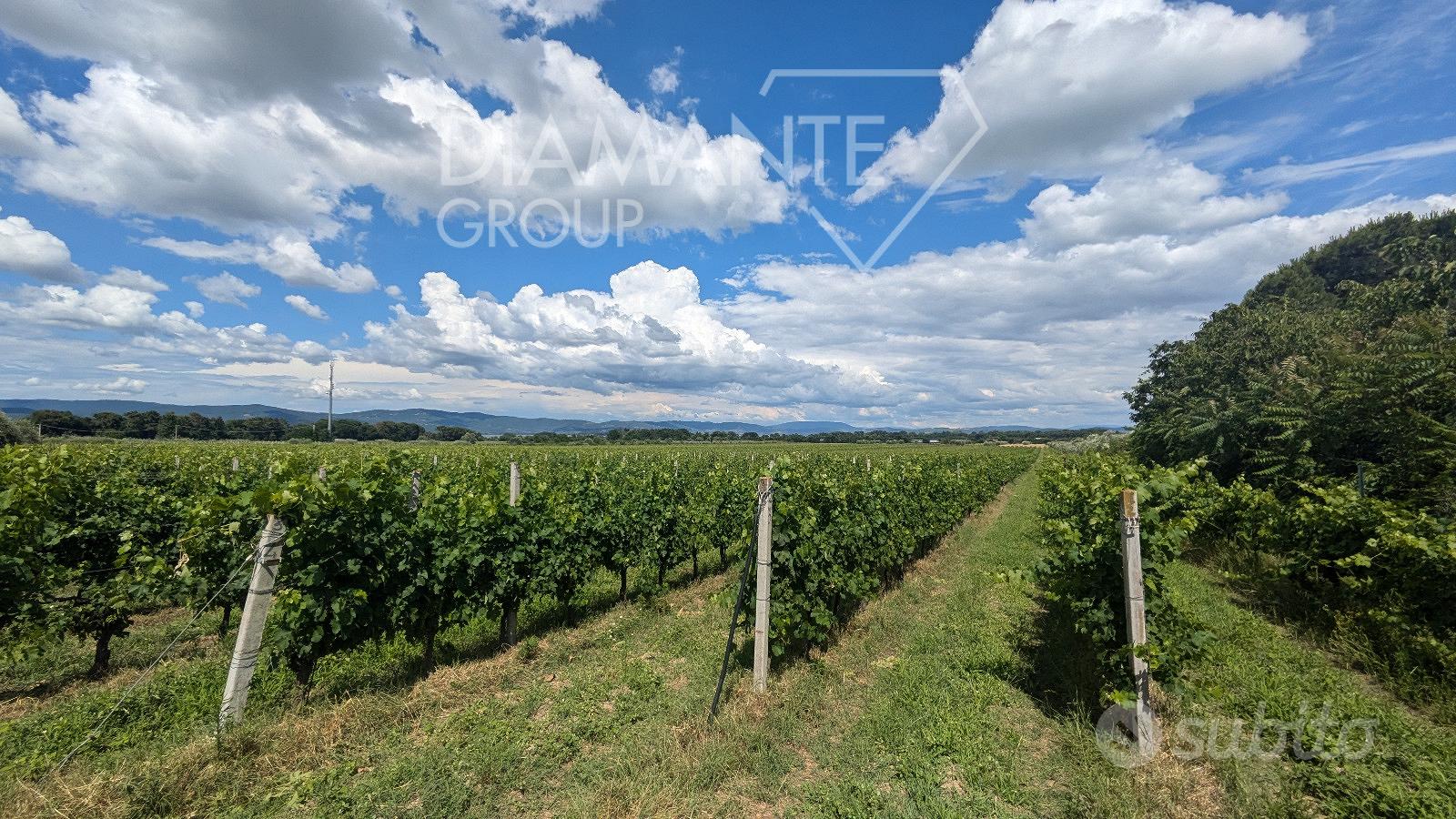 Vigneto in produzione di 9 ettari circa - Vista 4