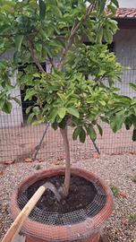 pianta di CEDRO