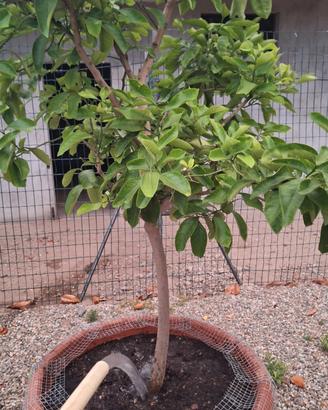 pianta di CEDRO