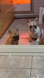Cucciole di bulldog francese femmine