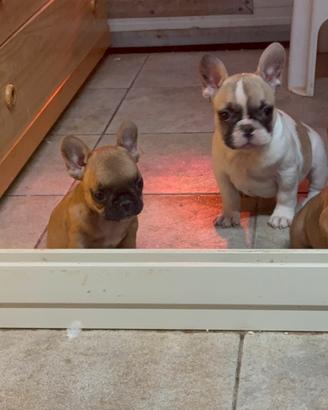 Cucciole di bulldog francese femmine