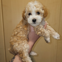 Splendide cucciole Maltipoo toy