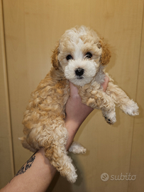 Splendide cucciole Maltipoo toy