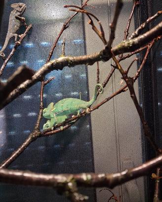 Camaleonte Calyptratus