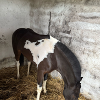 Pony