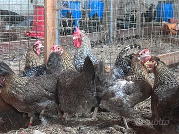 Galline Legbar