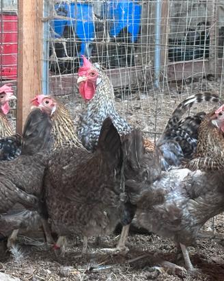 Galline Legbar