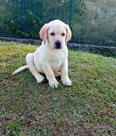 Labrador retriever Cuccioli con pedigree