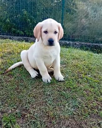 Labrador retriever Cuccioli con pedigree