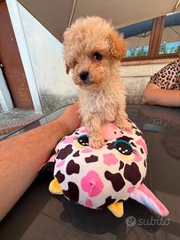 Cuccioli maltipoo