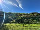 terreno-a-soave-vr-fitta
