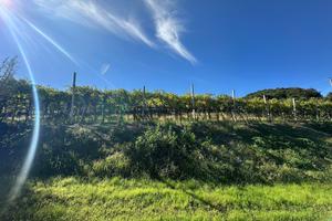Terreno a Soave (VR) - Fittà