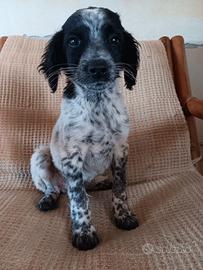 Cucciolo maschietto di breton