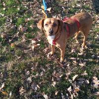 Cagnolina di 2 anni taglia medio piccola 15kg