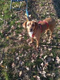 Cagnolina di 2 anni taglia medio piccola 15kg