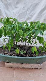 Pre bonsai boschetto bagolari