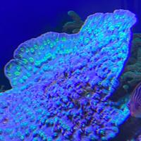 Echinophyllia lamellosa - Corallo LPS