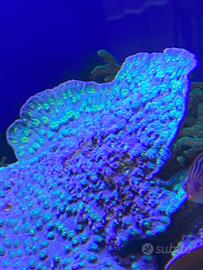 Echinophyllia lamellosa - Corallo LPS