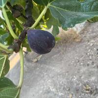 Albero di fiorone staffone