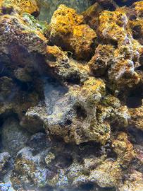 Rocce marine