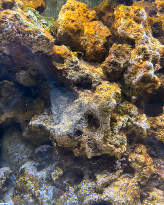 Rocce marine