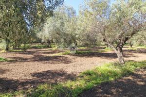 TER. AGRICOLO A ISOLA DI CAPO RIZZUTO