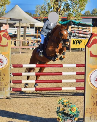 Pony castrone 148cm 13 anni Salto e completo