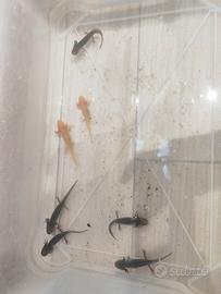 Axolotl