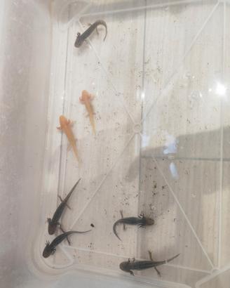 Axolotl