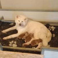 Cuccioli Akita inu con pedigree