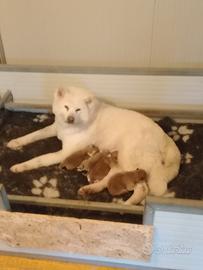 Cuccioli Akita inu con pedigree