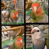 Pappagalli inseparabili