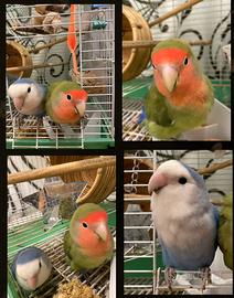 2 Pappagalli inseparabili