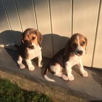 Beagle cuccioli