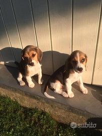 Beagle cuccioli