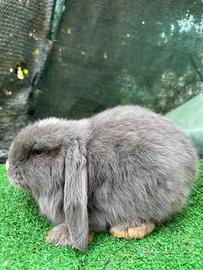 Mini lop