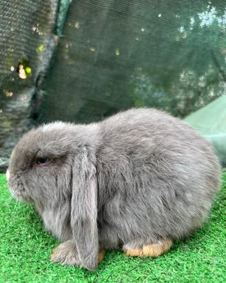 Mini lop