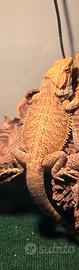 Pogona vitticeps