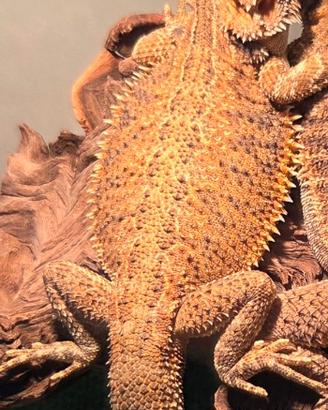 Pogona vitticeps